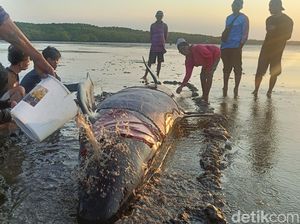 Paus Pilot Terdampar di Pantai Probolinggo Berhasil Dikembalikan ke Laut Paus Pilot Terdampar di Pantai Probolinggo Berhasil Dikembalikan ke Laut