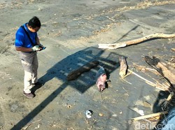 Lumba-Lumba Hidung Botol Ditemukan Membusuk di Pantai Rambutsiwi Jembrana