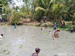 Cara Pasangan Ujang-Dadang Tarik Perhatian Warga Melalui Ngecak Balong