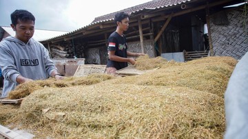Daun Talas Lumajang, Tembus Pasar Ekspor dengan Cita Rasa Tembakau yang Unik