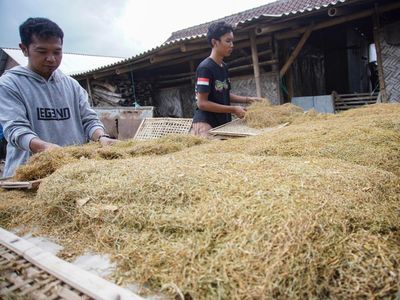 Wow! Tembakau Daun Talas Asal Lumajang Tembus Pasar Ekspor
