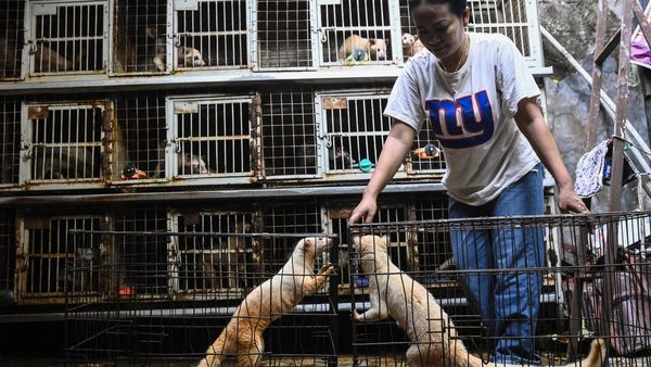 Geliat Penjualan Musang Peliharaan yang Tembus Pasar Luar Negeri