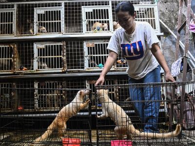 Geliat Penjualan Musang Peliharaan yang Tembus Pasar Luar Negeri