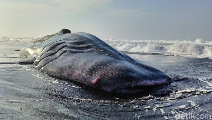 MBG Hiu Goreng Bikin Heboh, Amankah Konsumsi Daging Hiu Sebenarnya?