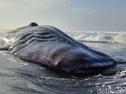 Ramai Kasus Keracunan MBG Hiu Goreng, Apakah Manusia Bisa Makan Daging Hiu? Ramai Kasus Keracunan MBG Hiu Goreng, Apakah Manusia Bisa Makan Daging Hiu?