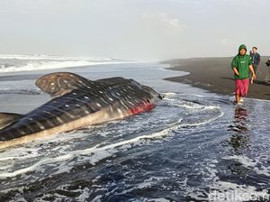 Penampakan Hiu Tutul yang Mati Terdampar di Pantai Drajid Lumajang Penampakan Hiu Tutul yang Mati Terdampar di Pantai Drajid Lumajang