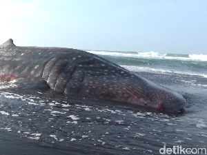 Hiu Tutul Sepanjang 7 Meter Mati Terdampar di Pantai Drajid Lumajang Hiu Tutul Sepanjang 7 Meter Mati Terdampar di Pantai Drajid Lumajang