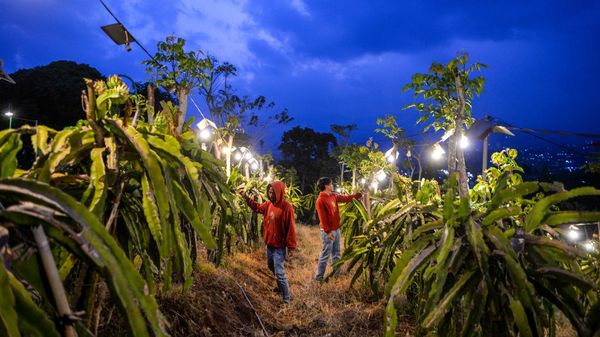 Inovasi Pemanfaatan Listrik Genjot Produktivitas Pertanian