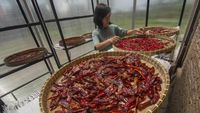 Intip Produksi Olahan Cabai di Boyolali