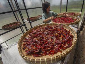 Intip Produksi Olahan Cabai di Boyolali