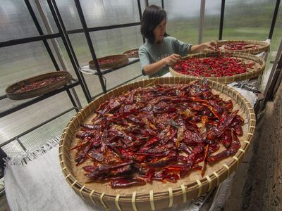 Intip Produksi Olahan Cabai di Boyolali