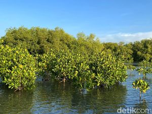 Aneka Burung Padati Hutan Mangrove Subang, Ini Penjelasan Guru Besar Unpad Aneka Burung Padati Hutan Mangrove Subang, Ini Penjelasan Guru Besar Unpad