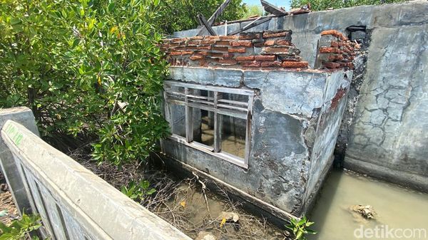 Potret Desa Mayangan yang Melawan Ditelan Laut Jawa
