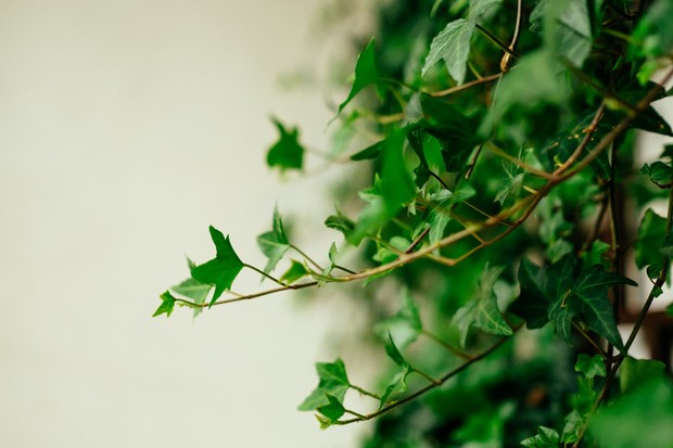English ivy/ Foto: Unsplash/Jerry Wang English ivy/ Foto: Unsplash/Jerry Wang