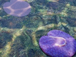 Ilmuwan Temukan Hewan Aneh yang Diduga Tertua di Bumi