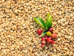 Konsumsi Kopi Light Roast Berkhasiat Cegah Keriput pada Kulit Wajah