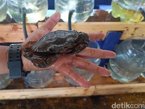 Mencicipi Kepiting Cangkang Lunak Kutawaru Cilacap, Cangkangnya Bisa Dimakan! Mencicipi Kepiting Cangkang Lunak Kutawaru Cilacap, Cangkangnya Bisa Dimakan!