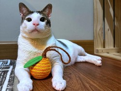 Warganet Terkejut, Segini Harga Stroller Bobby Kertanegara