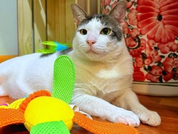 Ini Dia 2 Kucing Pesaing Bobby Kertanegara Milik Presiden Prabowo