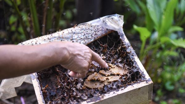 Melihat Budidaya Lebah Madu Kelulut Palaran