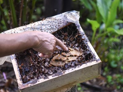 Melihat Budidaya Lebah Madu Kelulut Palaran