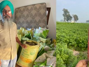 Petani Wortel Ini Raup Omzet 1,8 Miliar Rupiah Setahun