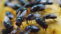 5 Cara Alami Mengusir Lalat dari Rumah dengan Cepat