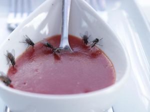 Cuma Pakai Timun Bisa Usir Lalat dari Dalam Rumah Cuma Pakai Timun Bisa Usir Lalat dari Dalam Rumah
