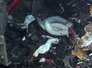 Dasar Laut Pasifik Jadi Tempat Cacing Raksasa Berkembang Biak