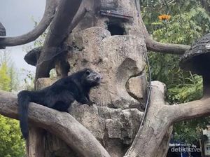 Menjelajah Alam Melihat Satwa di Lembang Park and Zoo