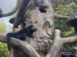 Menjelajah Alam Melihat Satwa di Lembang Park and Zoo