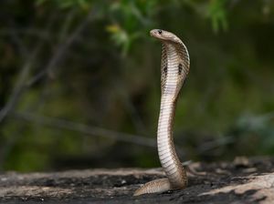 5 Penyebab Ular King Cobra Muncul di Pemukiman Warga, Apa Saja?