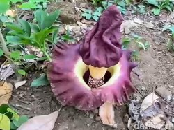 Proses Bunga Bangkai Mengeluarkan Bau Menyengat