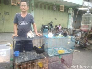 Cerita Hendrik Panen Cuan dari Ayam Hias Cerita Hendrik Panen Cuan dari Ayam Hias