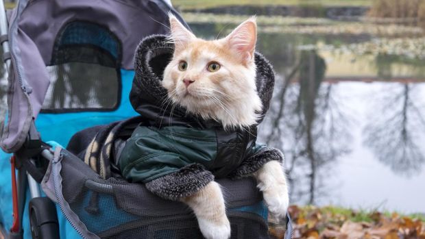 Close up photo of a cat in a stroller