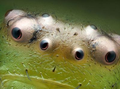 Foto Menakjubkan Jawara Kontes Dunia Kecil Nikon 2024