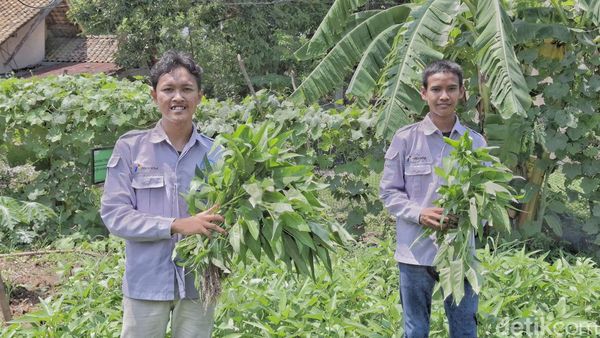 Petani Milenial di Tepian Ibu Kota