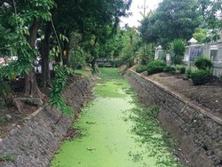 Antisipasi Musim Hujan, DLH Surabaya Bersihkan Sungai Penuh Gulma-Sampah