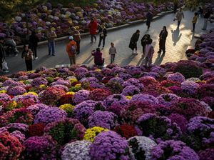 Terpesona Indahnya Bunga Warna-warni di Taman Beijing Terpesona Indahnya Bunga Warna-warni di Taman Beijing