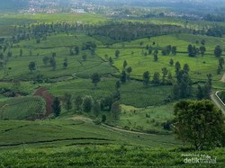 Menemukan Kedamaian di Antara Teh dan Kabut Wayang Windu