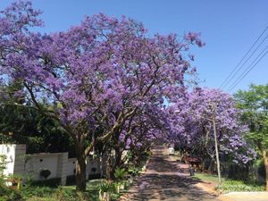 Bukan Australia, Ini Pemandangan Jacaranda di Afsel Bukan Australia, Ini Pemandangan Jacaranda di Afsel