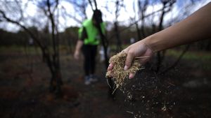 Upaya Warga Brasil Tumbuhkan Kembali Taman Nasional yang Terbakar