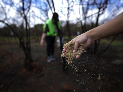 Upaya Warga Brasil Tumbuhkan Kembali Taman Nasional yang Terbakar