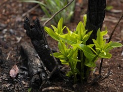 Ilmuwan Ingatkan Tanam Pohon Justru Percepat Pemanasan Global, Kok Bisa?