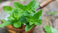 Infografis: 5 Aroma Segar Alami untuk Tingkatkan Kewaspadaan