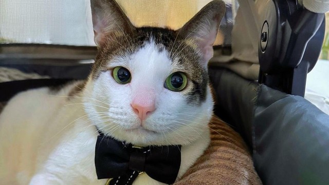 Kabar Terkini Artis dari InsertLive : Ini Deretan Hadiah yang Diterima Bobby Kucing Prabowo, Mulai dari Boneka hingga Rumah