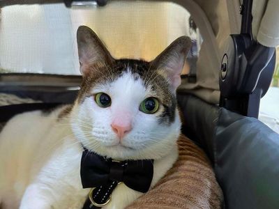 Foto: Bobby Kertanegara, Kucing Gemoy Kesayangan Prabowo