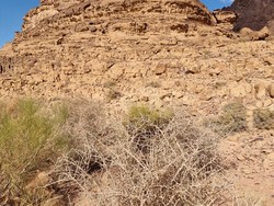 Teka-teki Gharqad, Tumbuhan yang Disebut Pohonnya Yahudi