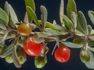 Misteri Gharqad, Pohonnya Orang Yahudi