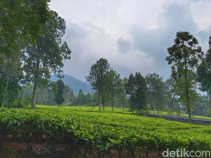 Kisah Rudolf Eduard Kerkhoven, Juragan yang Merintis Teh Gambung Kisah Rudolf Eduard Kerkhoven, Juragan yang Merintis Teh Gambung